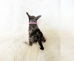 Small #9 Chihuahua