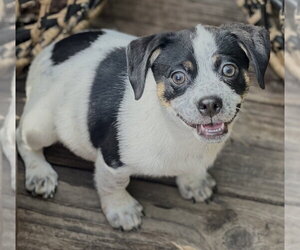 Tuck - Male Mutt Dog for Adoption - Photo #10