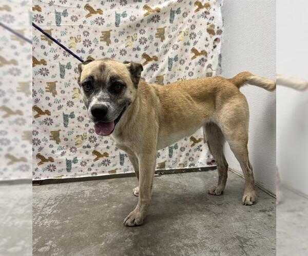 Medium Photo #1 Anatolian Shepherd-Unknown Mix Puppy For Sale in Rosenberg, TX, USA