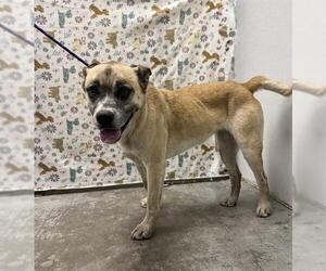 Anatolian Shepherd-Unknown Mix Dogs for adoption in Rosenberg, TX, USA