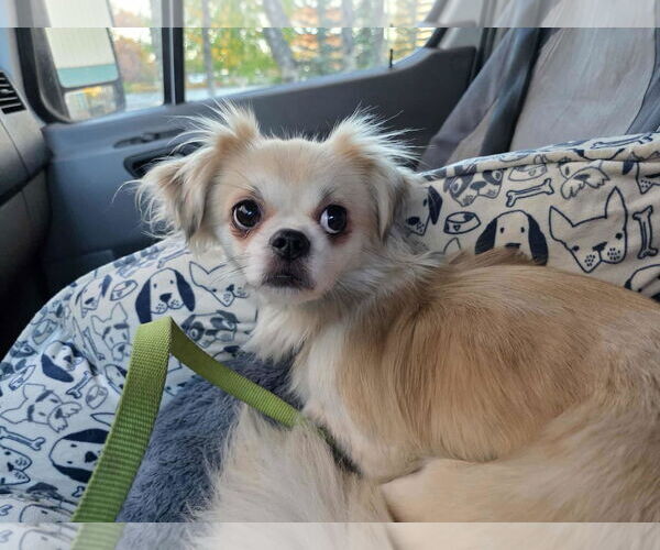 Medium Photo #1 Tibetan Spaniel-Unknown Mix Puppy For Sale in Anchorage, AK, USA