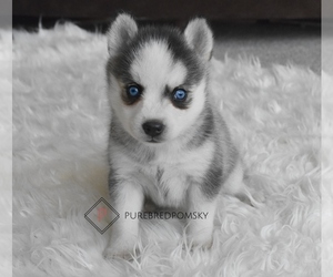 Pomsky Puppy for sale in KANSAS CITY, MO, USA