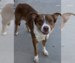 Small Border Collie Mix