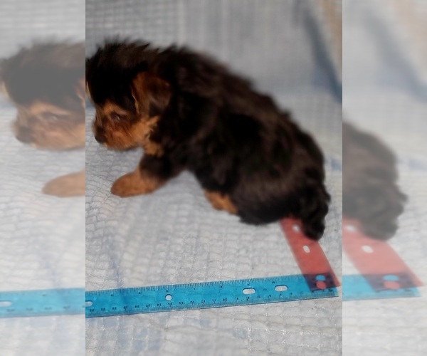 Medium Photo #263 Yorkshire Terrier Puppy For Sale in AKRON, OH, USA