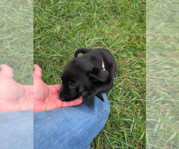 Medium Photo #7 Labrador Retriever Puppy For Sale in EDINBURG, VA, USA