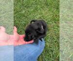 Small #6 Labrador Retriever