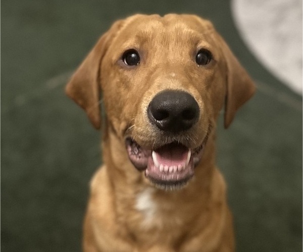 Medium Photo #1 Labrador Retriever Puppy For Sale in ELIZABETH, WV, USA