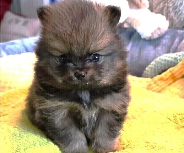 Medium Photo #11 Pomeranian Puppy For Sale in MENIFEE, CA, USA
