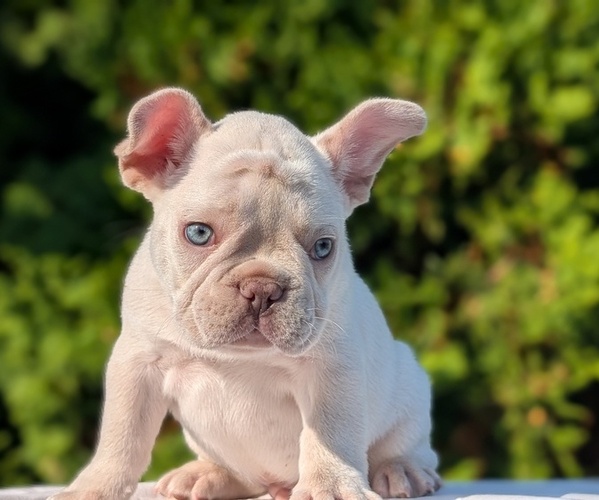 Medium Photo #3 French Bulldog Puppy For Sale in GOSHEN, IN, USA