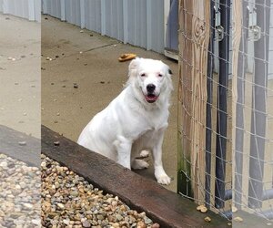 Labrador Retriever-Saint Bernard Mix Dogs for adoption in Woodsfield, OH, USA