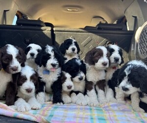 Sheepadoodle Puppy for sale in HUNTINGTON BEACH, CA, USA