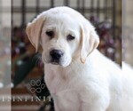 Small #3 Labrador Retriever
