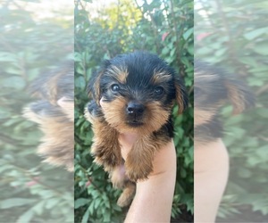 Yorkshire Terrier Puppy for sale in LAWRENCEBURG, TN, USA