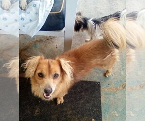 Arlo- see Buddy for pure red male doxie - Male Dachshund-Unknown Mix Dog for Adoption - Photo #8