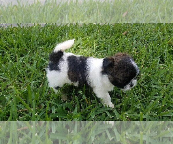 Medium Photo #3 Shih Tzu Puppy For Sale in THE WOODLANDS, TX, USA