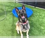 Small #1 German Shepherd Dog