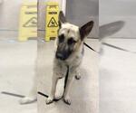 Small German Shepherd Dog