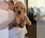 Small Photo #1 Golden Retriever Puppy For Sale in CANON CITY, CO, USA