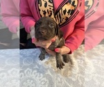 Puppy Grey collar German Shorthaired Pointer
