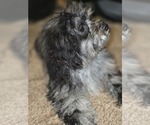 Small #5 ShihPoo