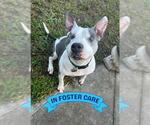 Small #8 American Staffordshire Terrier Mix