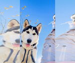 Small #2 Siberian Husky