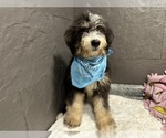 Small #3 Bernedoodle