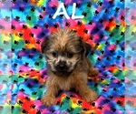 Small #1 Shorkie Tzu