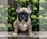 Puppy Green collar French Bulldog