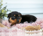 Puppy Norma Rottweiler