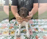 Puppy Puppy 6 German Shorthaired Pointer
