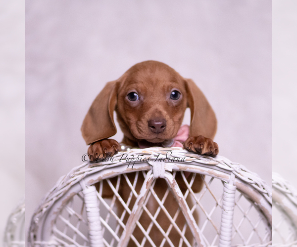 Medium Photo #5 Dachshund Puppy For Sale in WARSAW, IN, USA