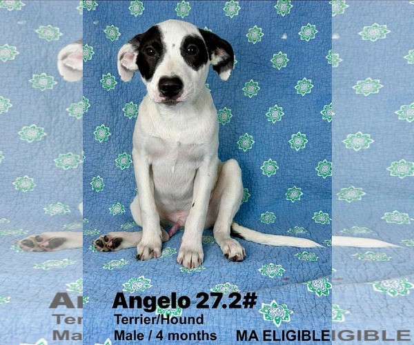 Medium Photo #3 Mutt Puppy For Sale in pomfret, CT, USA