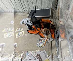 Deedee - Female Mutt Dog for Adoption - Photo #4