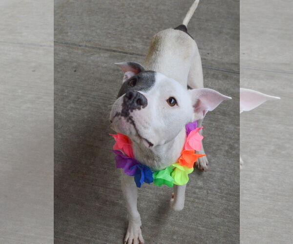 Medium Photo #3 American Pit Bull Terrier-Unknown Mix Puppy For Sale in McKinney, TX, USA