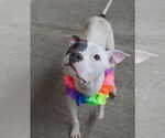 Small #2 American Pit Bull Terrier Mix
