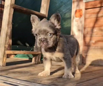 Small French Bulldog