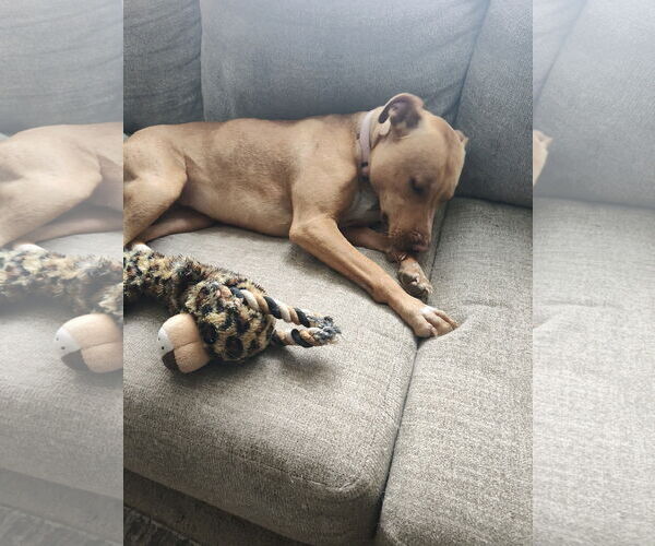 Medium Photo #5 Mutt Puppy For Sale in Estherville, IA, USA