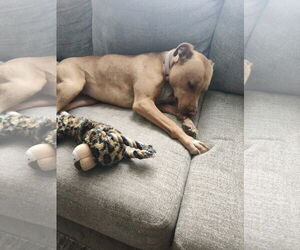 Rusty - Female Mutt Dog for Adoption - Photo #5