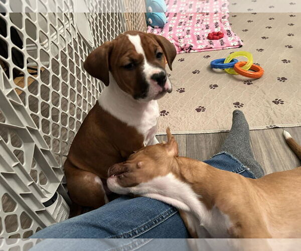 Medium Photo #3 American Staffordshire Terrier-Unknown Mix Puppy For Sale in Holly Springs, NC, USA