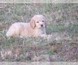Goldendoodle Puppy for sale in CROSSVILLE, TN, USA