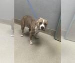 Small Staffordshire Bull Terrier Mix