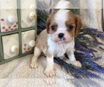 Small ShihPoo