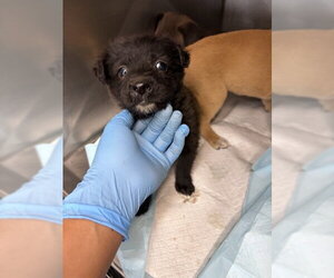 Mutt Dogs for adoption in San Bernardino, CA, USA