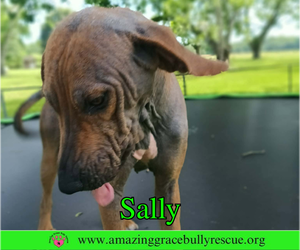 Sally 2 - Female Redbone Coonhound Dog for Adoption - Photo #2