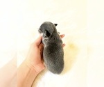 Small #1 Chihuahua