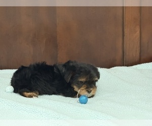 Yorkshire Terrier Puppy for sale in BENSON, NC, USA