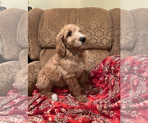 Medium Photo #5 Goldendoodle Puppy For Sale in EDMOND, OK, USA