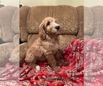 Small #4 Goldendoodle