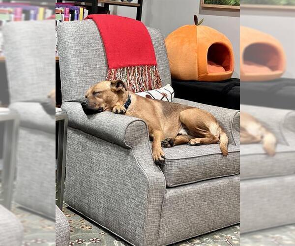 Medium Photo #1 American Pit Bull Terrier Puppy For Sale in Charlotte, NC, USA